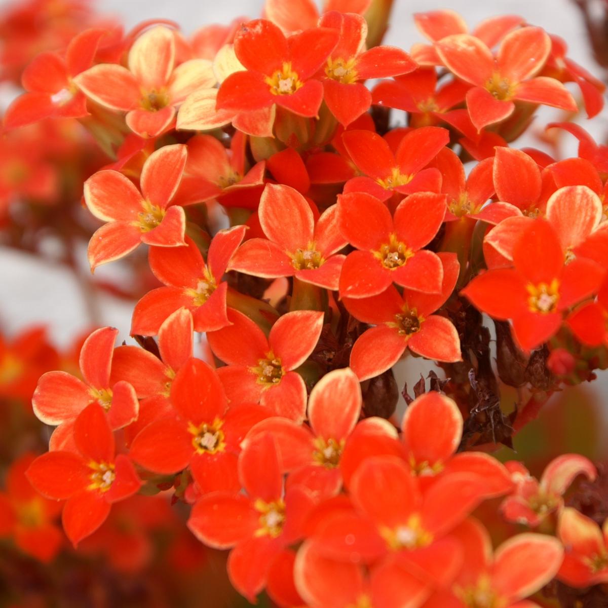 Rote kleine Blüten