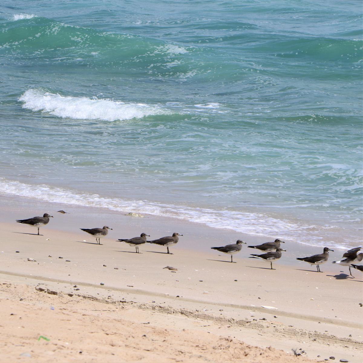 Vögel am Meer